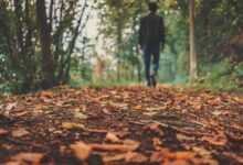 autumn, leaves, foliage, autumn leaves, autumn foliage, autumn colors, autumn season, fall foliage, fall leaves, fall colors, forest, nature, fallen leaves, fall, ground, man, outdoors, person, brown leaves, ground, ground, ground, ground, ground