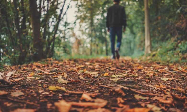 autumn, leaves, foliage, autumn leaves, autumn foliage, autumn colors, autumn season, fall foliage, fall leaves, fall colors, forest, nature, fallen leaves, fall, ground, man, outdoors, person, brown leaves, ground, ground, ground, ground, ground