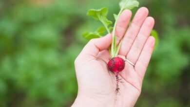 agriculture, radish, food