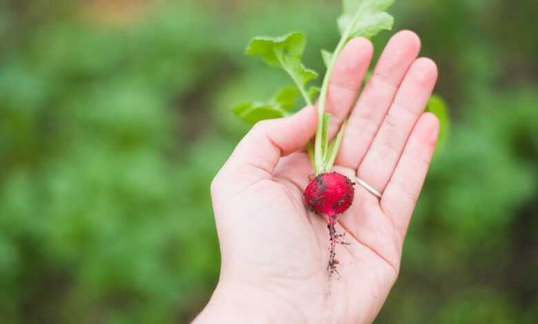 agriculture, radish, food