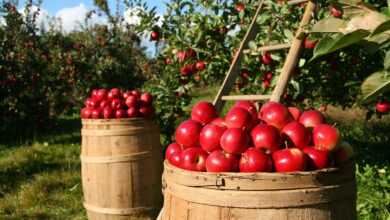 apples, fruits, orchard