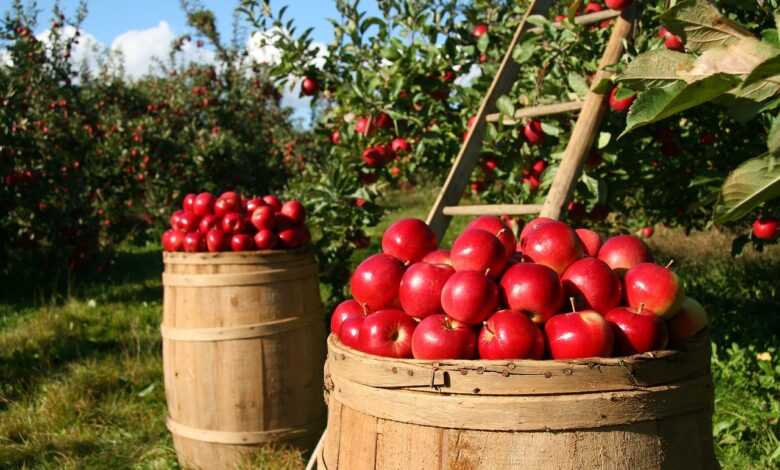 apples, fruits, orchard