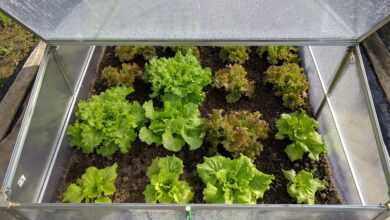 mini greenhouse, lettuce, vegetable, mini greenhouse, mini greenhouse, lettuce, lettuce, lettuce, lettuce, lettuce