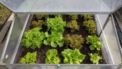 mini greenhouse, lettuce, vegetable, mini greenhouse, mini greenhouse, lettuce, lettuce, lettuce, lettuce, lettuce