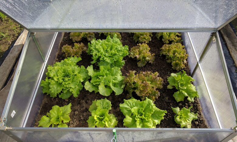 mini greenhouse, lettuce, vegetable, mini greenhouse, mini greenhouse, lettuce, lettuce, lettuce, lettuce, lettuce