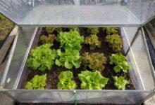 mini greenhouse, lettuce, vegetable, mini greenhouse, mini greenhouse, lettuce, lettuce, lettuce, lettuce, lettuce