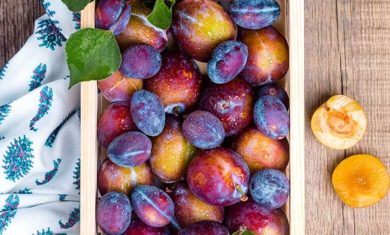 plum, fruit, food