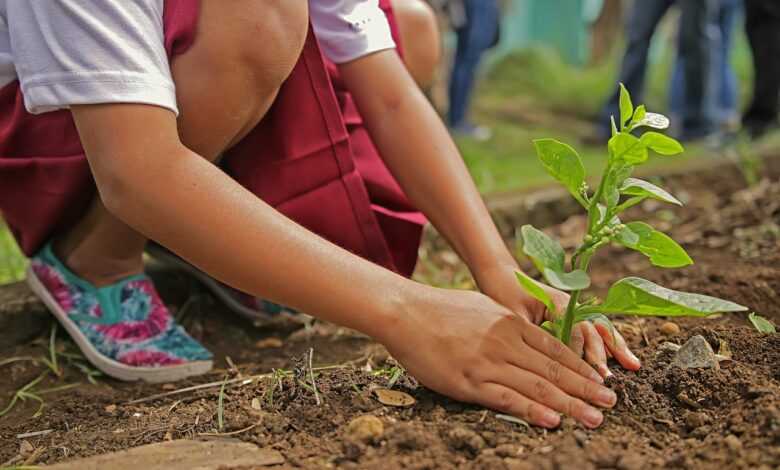 planting, environment, nature