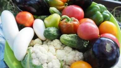 vegetables, summer, vegetarianism, country house, backyard, harvest, plant, tomato, red, a tomato, orange, close-up, nature, ripe tomatoes, zucchini