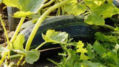 zucchini, cultivation, harvest