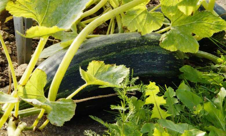 zucchini, cultivation, harvest