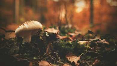 White and Brown Mushroom Beside Green Leaf Plant