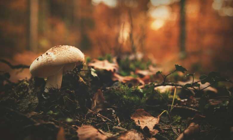 White and Brown Mushroom Beside Green Leaf Plant