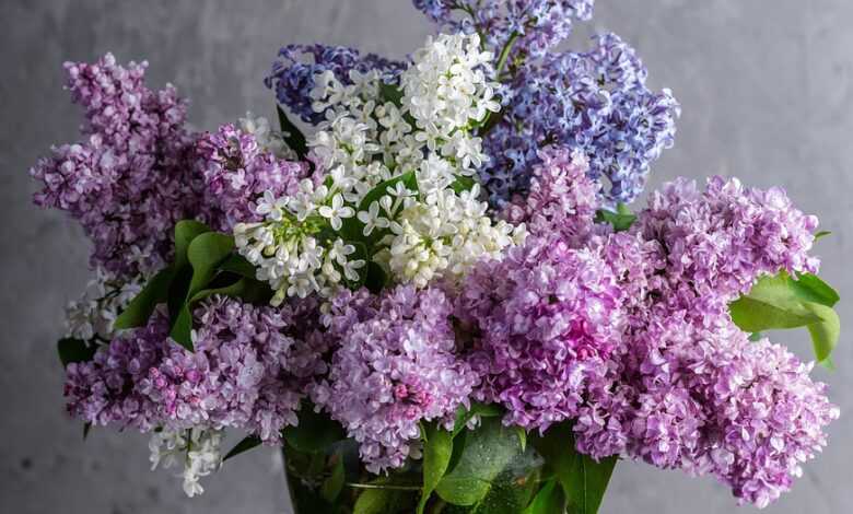 lilacs, bouquet, happy mothers day