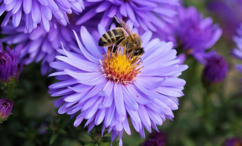 bee, insect, flower, pollen, purple flower, honey bee, animal, bloom, blossom, beautiful flowers, nature, flowering plant, flower background, ornamental plant, plant, flora, flower wallpaper, garden, closeup, bee, bee, bee, bee, bee, honey bee