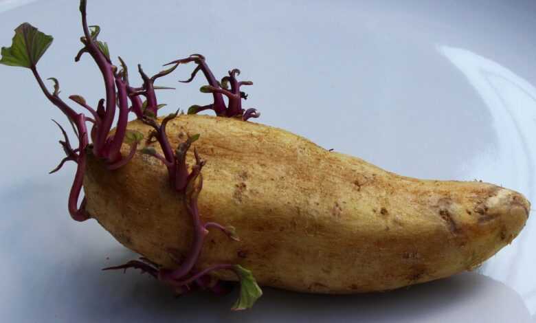 potato, seed potato, vegetable