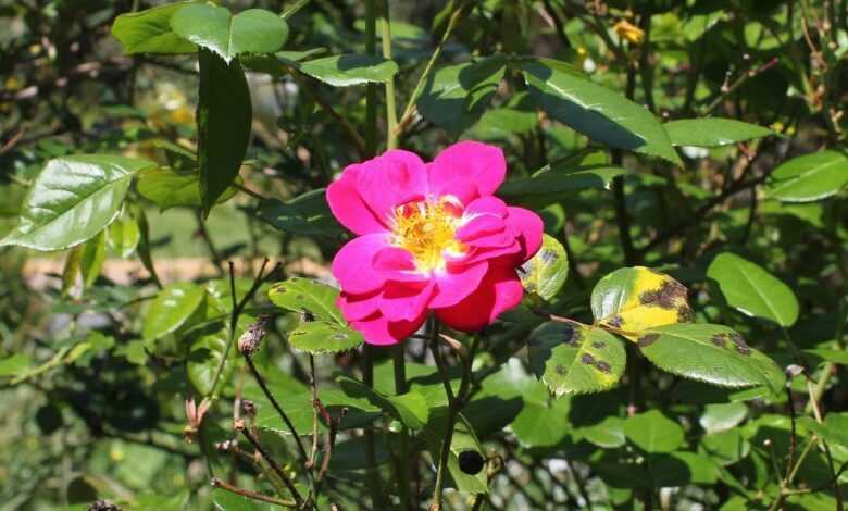 pink rose, wild rose, rose, blackspot, diplocarpon rosae, fungus, leaf fungus, rose flower, rose disease, plant disease, blackspot, diplocarpon rosae, rose disease, rose disease, plant disease, plant disease, plant disease, plant disease, plant disease