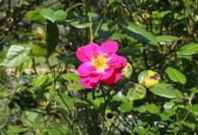 pink rose, wild rose, rose