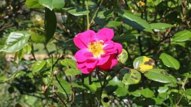 pink rose, wild rose, rose