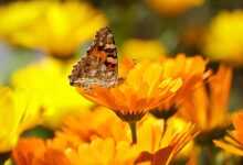 butterfly, insect, flower background, flower, painted lady, animal, pollination, calendula officinalis, pot marigold, ruddles, common marigold, calendula, asteraceae, flower wallpaper, orange flower, beautiful flowers, bloom, blossom, flowering plant, ornamental plant, plant, flora, nature, garden, closeup