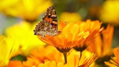 butterfly, insect, flower background, flower, painted lady, animal, pollination, calendula officinalis, pot marigold, ruddles, common marigold, calendula, asteraceae, flower wallpaper, orange flower, beautiful flowers, bloom, blossom, flowering plant, ornamental plant, plant, flora, nature, garden, closeup