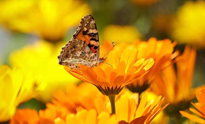butterfly, insect, flower background, flower, painted lady, animal, pollination, calendula officinalis, pot marigold, ruddles, common marigold, calendula, asteraceae, flower wallpaper, orange flower, beautiful flowers, bloom, blossom, flowering plant, ornamental plant, plant, flora, nature, garden, closeup