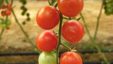 tomatoes, greenhouse, floor production, bed cherry, ripe, immature, red, green, mixed, vegetables