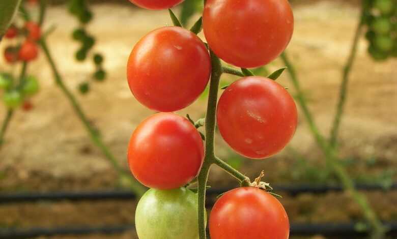 tomatoes, greenhouse, floor production, bed cherry, ripe, immature, red, green, mixed, vegetables