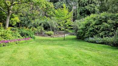 green grass field with trees