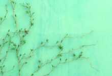 green-leafed plant