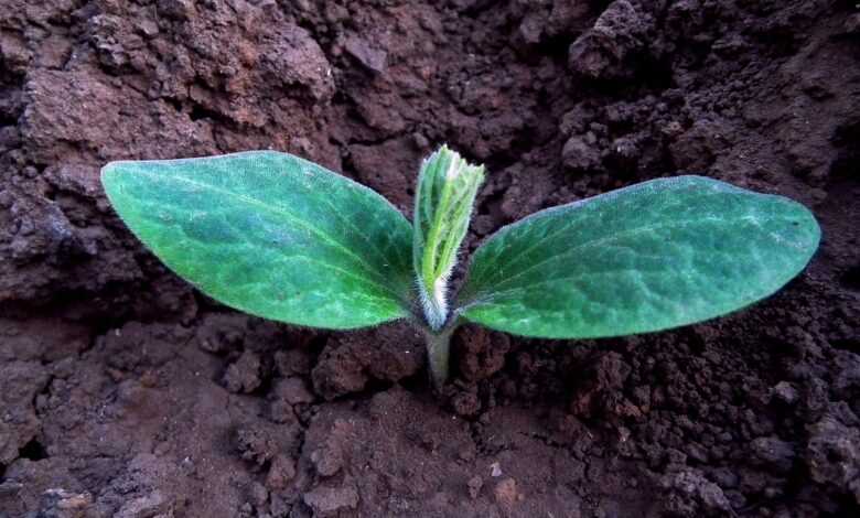 rostock, seedling, pumpkin