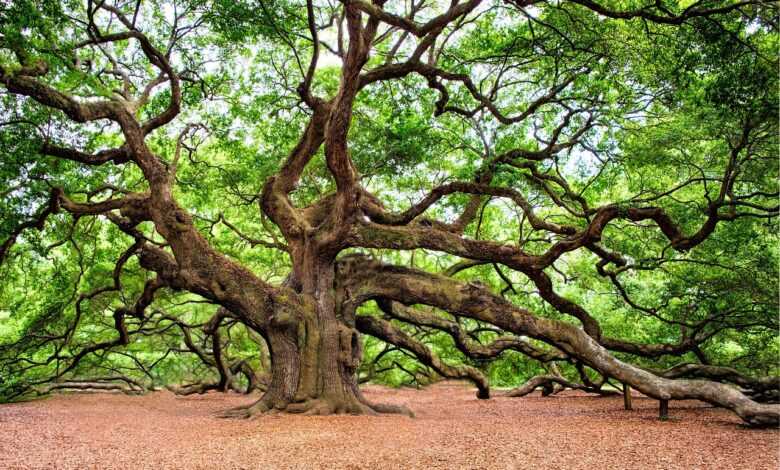 oak tree, tree, huge, old, charleston, nature, branches, green nature, green tree, green natural, green old, oak tree, oak tree, tree, tree, tree, tree, tree