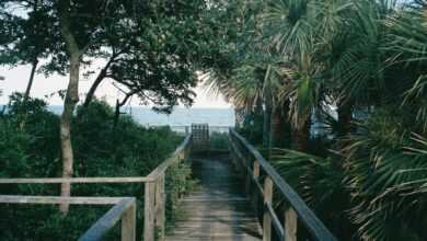 A wooden walkway leading to the beach with palm trees