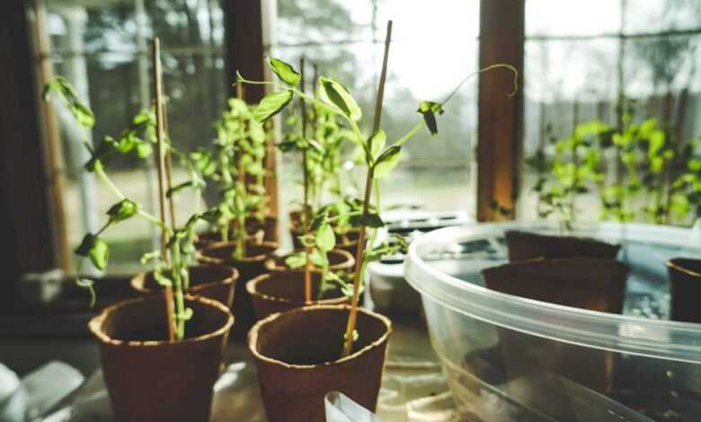 Potted Green Leaf Plants