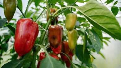 Ball Peppers Growing in Garden