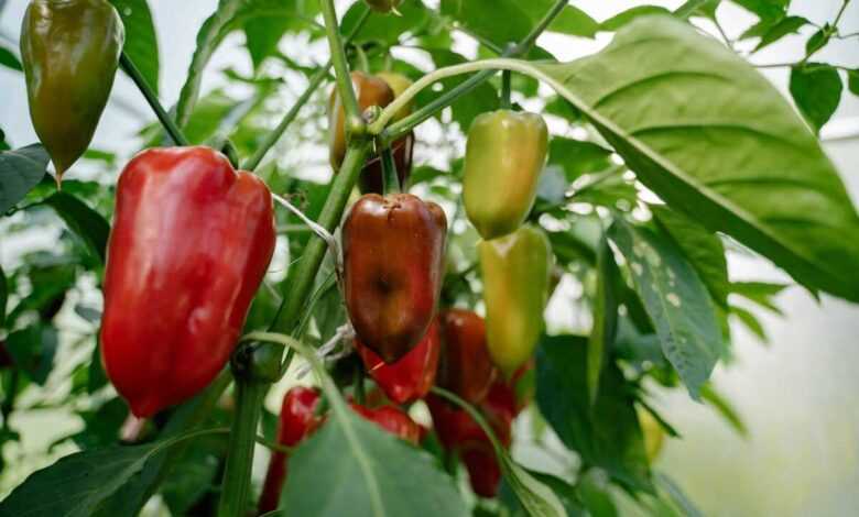 Ball Peppers Growing in Garden