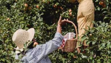 Back view of unrecognizable mother carrying basket while daughter picking apples from green branches of tree