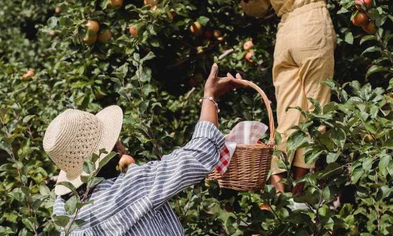 Back view of unrecognizable mother carrying basket while daughter picking apples from green branches of tree