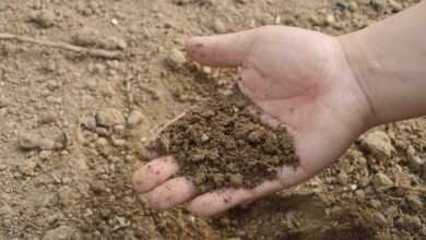 soil, hand, farm