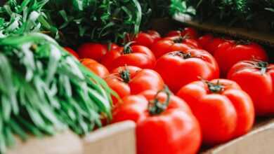 Red Tomatoes