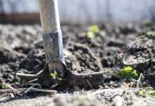 equipment, wallpaper 4k, outdoors, dirt, dig, blurred background, farming, garden, nature, laptop wallpaper, full hd wallpaper, free wallpaper, ground, organic, gardening, rural, denim, tool, up, backyard, agriculture, spring, mud, shovel, beautiful wallpaper, soil, farm, shallow, cool backgrounds, summer, macro, closeup, blur, blue, background, windows wallpaper, 4k wallpaper 1920x1080, copyspace, close, cultivate, lawn, dof, green, day, wallpaper hd, detail, hole, kitchen garden, harvesting, farmland, fresh, harvest, stem, desktop backgrounds, cultivated, hd wallpaper, treasure hunting, spade, search, 4k wallpaper, natural, produce, land, rust, job, man, gardener, foot, vertical, view, mac wallpaper, metal, shoe, worker, conceptual, work, turning, standing, copy space, gray nature, gray background, gray work, gray kitchen, gray summer, gray garden, gray farm, gray job, gray shoes, gray gardening, gray tools, gray metal, gray natural, free background, gray closed