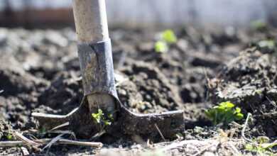 equipment, wallpaper 4k, outdoors, dirt, dig, blurred background, farming, garden, nature, laptop wallpaper, full hd wallpaper, free wallpaper, ground, organic, gardening, rural, denim, tool, up, backyard, agriculture, spring, mud, shovel, beautiful wallpaper, soil, farm, shallow, cool backgrounds, summer, macro, closeup, blur, blue, background, windows wallpaper, 4k wallpaper 1920x1080, copyspace, close, cultivate, lawn, dof, green, day, wallpaper hd, detail, hole, kitchen garden, harvesting, farmland, fresh, harvest, stem, desktop backgrounds, cultivated, hd wallpaper, treasure hunting, spade, search, 4k wallpaper, natural, produce, land, rust, job, man, gardener, foot, vertical, view, mac wallpaper, metal, shoe, worker, conceptual, work, turning, standing, copy space, gray nature, gray background, gray work, gray kitchen, gray summer, gray garden, gray farm, gray job, gray shoes, gray gardening, gray tools, gray metal, gray natural, free background, gray closed