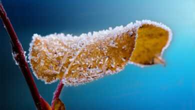 frosted, leaf, twig