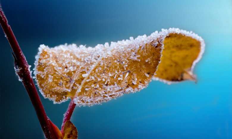 frosted, leaf, twig