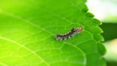 caterpillar, leaf, pest