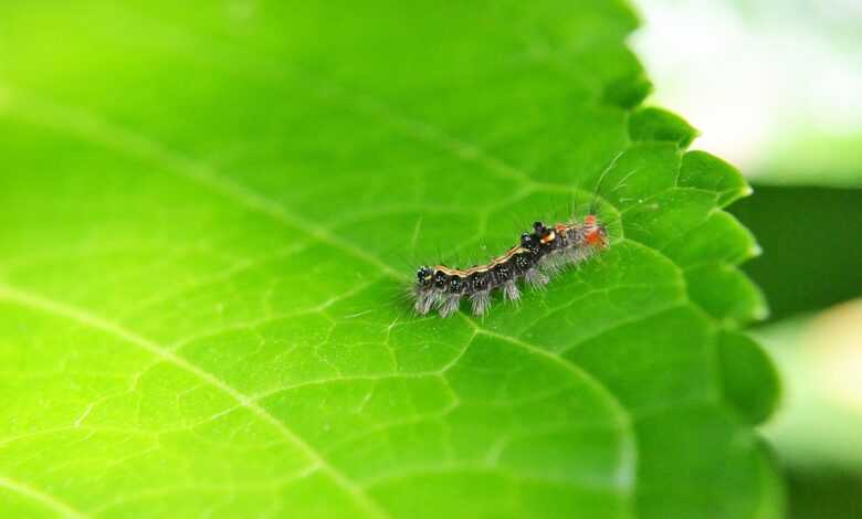 caterpillar, leaf, pest