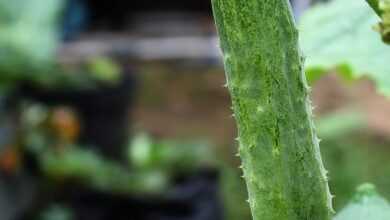 cucumber, salad, grow vegetable