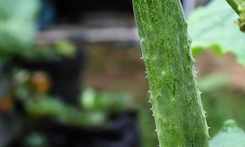 cucumber, salad, grow vegetable