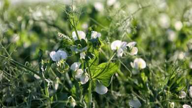 pea tendrils, nature, crop