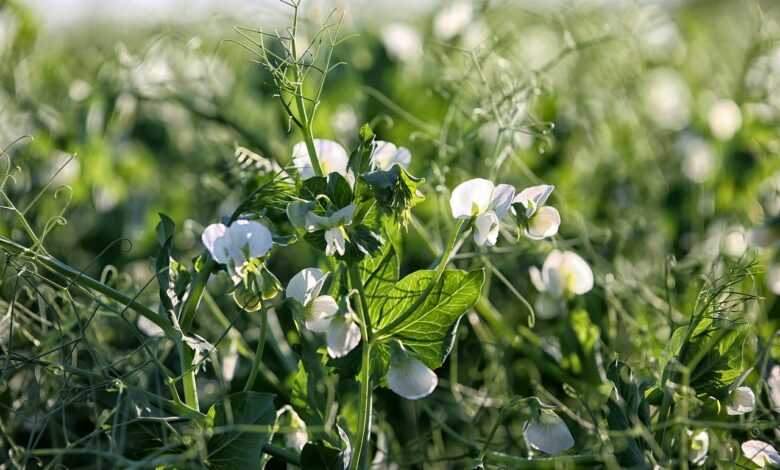 pea tendrils, nature, crop